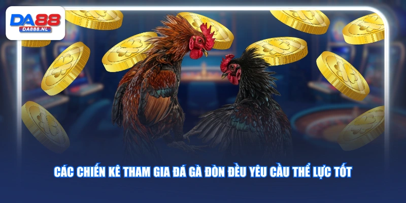 Các chiến kê tham gia đá gà đòn đều yêu cầu thể lực tốt