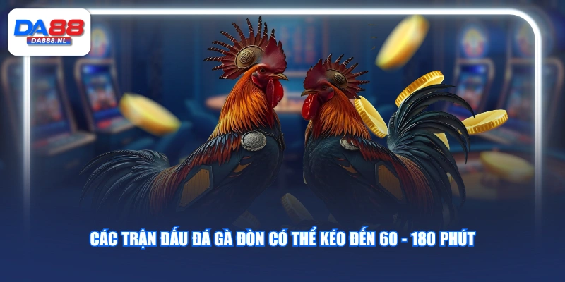 Các trận đấu đá gà đòn có thể kéo đến 60 - 180 phút