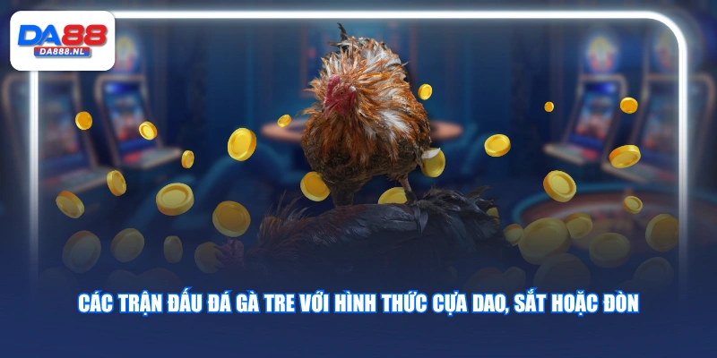 Các trận đấu đá gà tre với hình thức cựa dao, sắt hoặc đòn