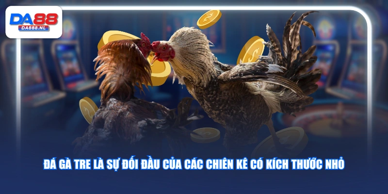 Đá gà tre là sự đối đầu của các chiên kê có kích thước nhỏ