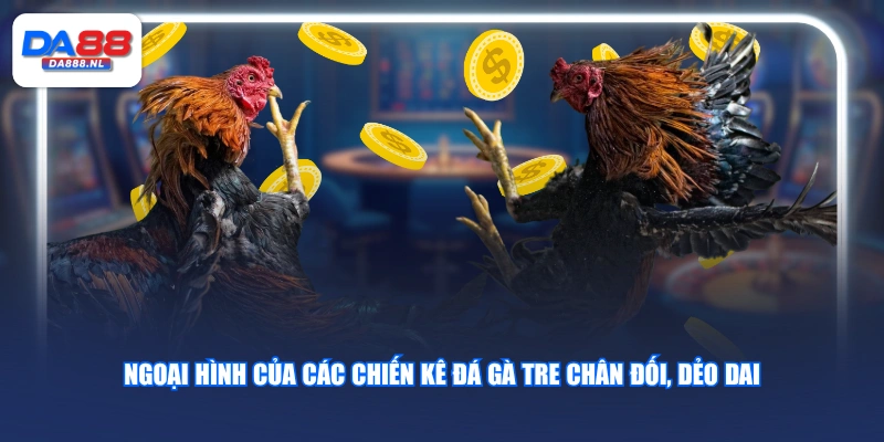 Ngoại hình của các chiến kê đá gà tre chân đối, dẻo dai